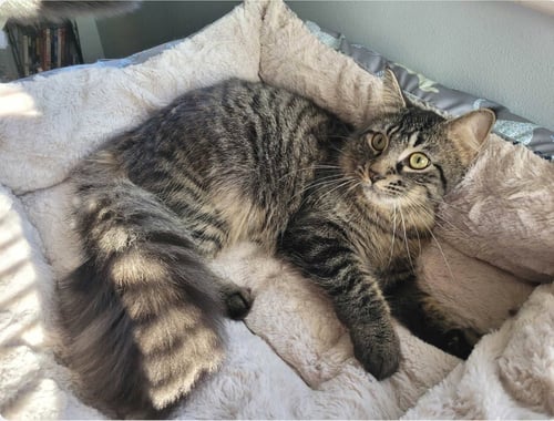 C224 BROTHERS MASON - Domestic Long Hair / Tabby available for adoption