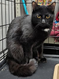 C313 Litter Jasper - Photo 1