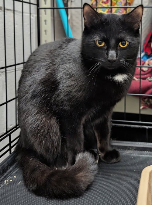 C313 LITTER JASPER - Domestic Short Hair available for adoption