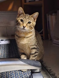 C268 Litter Hannibal [bonded with mom, Maizey] - Photo 3
