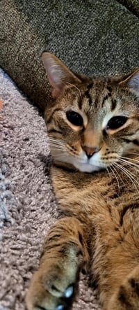 C268 Litter Hannibal [bonded with mom, Maizey] - Photo 4