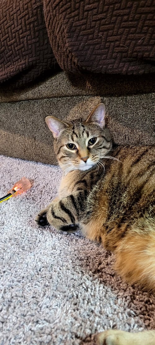 C268 LITTER HANNIBAL [BONDED WITH MOM, MAIZEY] - Domestic Short Hair / Tabby available for adoption