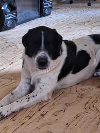 Scout - Photo 3