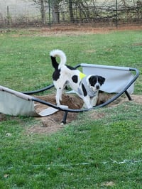 Scout - Photo 16