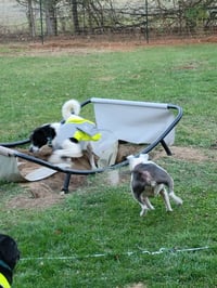 Scout - Photo 8