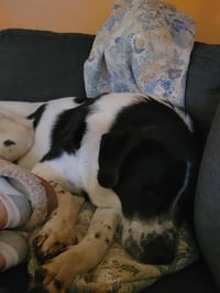 Scout - Photo 5