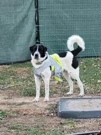Scout - Photo 17