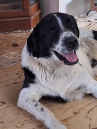 Scout - Photo 1