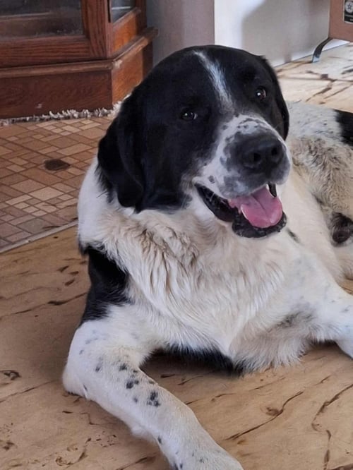 SCOUT - Bluetick Coonhound / Great Pyrenees available for adoption