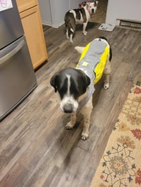 Scout - Photo 14