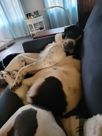 Scout - Photo 11