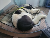 Scout - Photo 15