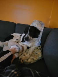 Scout - Photo 4