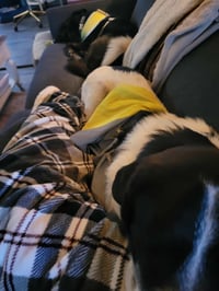 Scout - Photo 7
