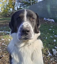 Scout - Photo 2