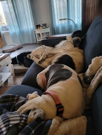 Scout - Photo 9