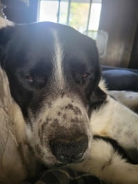 Scout - Photo 13
