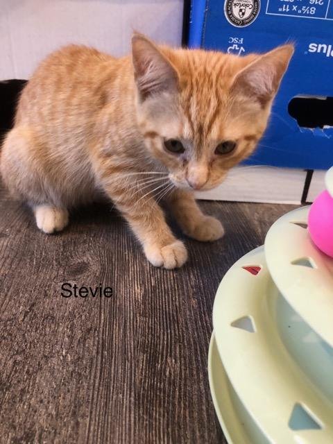 C289 Litter Stevie-ADOPTED Image