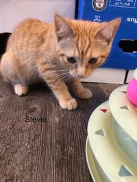 C289 Litter Stevie-ADOPTED - Photo 1