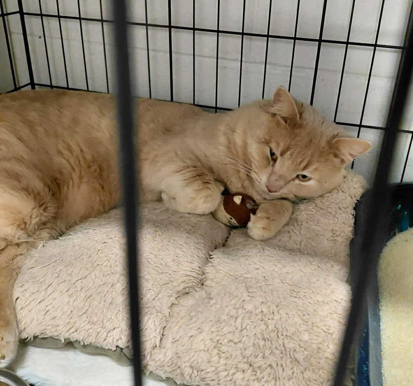 CHANDLER - Domestic Short Hair / Tabby available for adoption