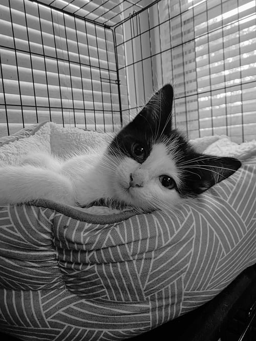 C330 LITTER PATCHES - Domestic Short Hair available for adoption