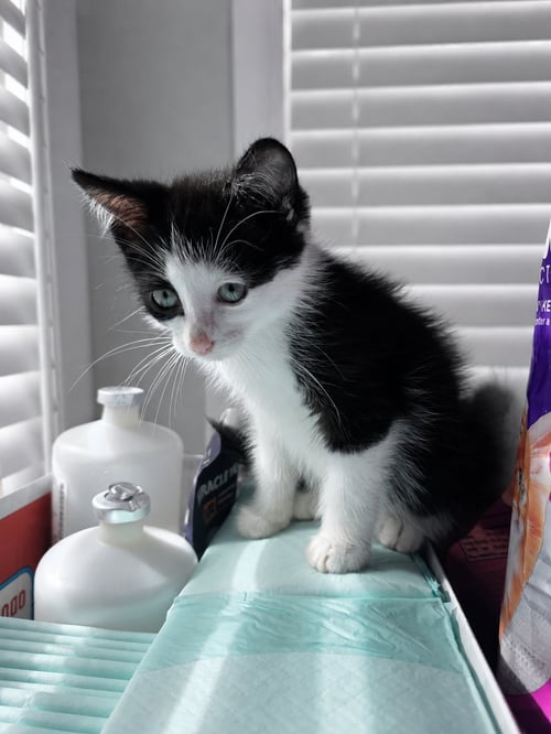 C330 LITTER PATCHES - Domestic Short Hair available for adoption