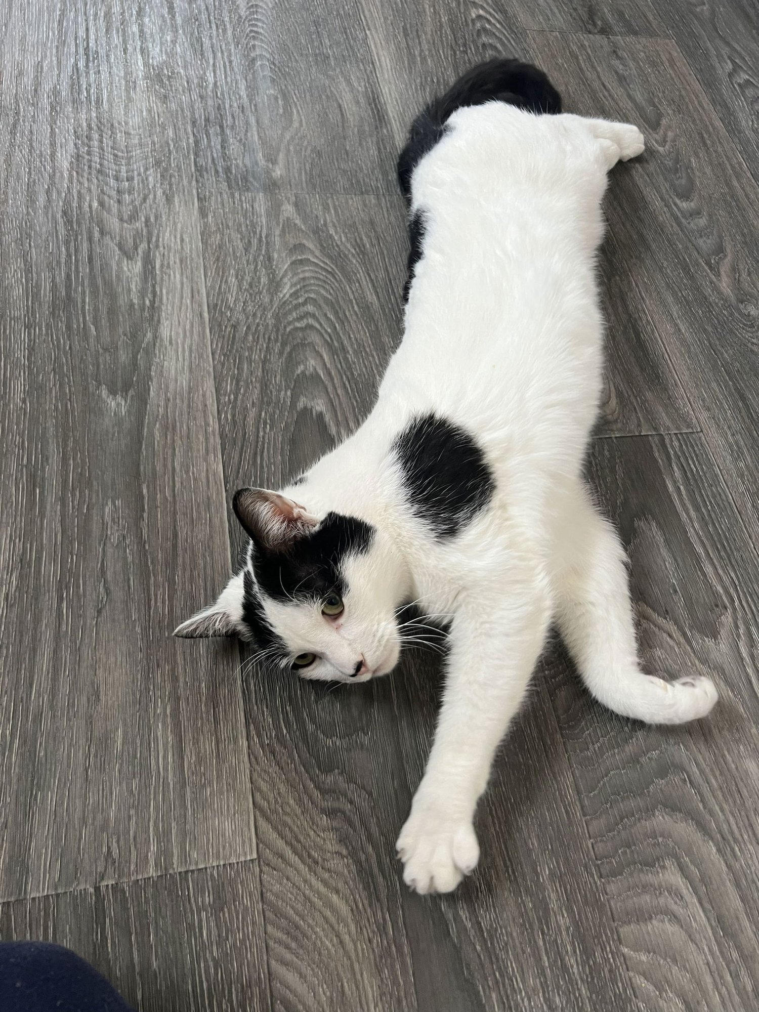 LUCKY - Domestic Short Hair available for adoption