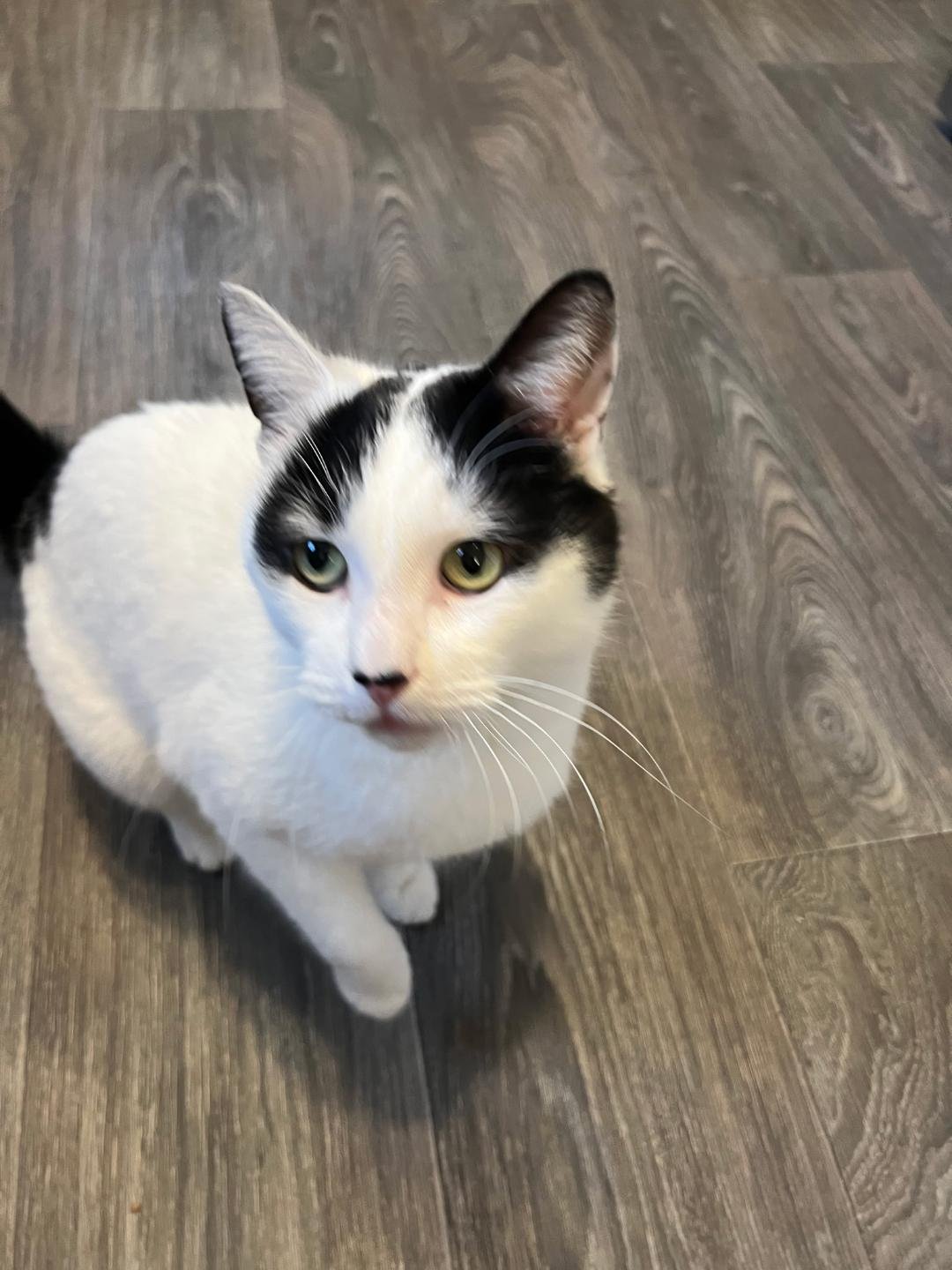 LUCKY - Domestic Short Hair available for adoption