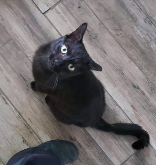 LOUIE - Domestic Short Hair available for adoption
