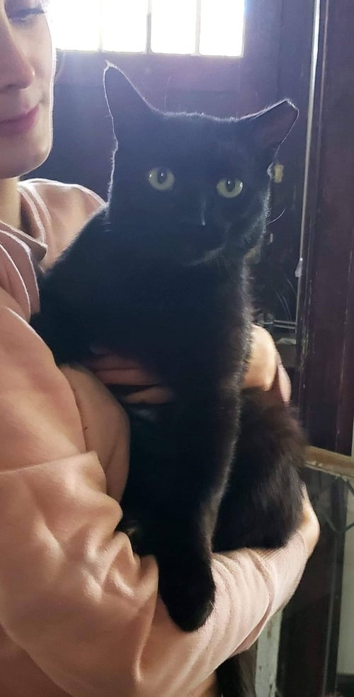 LOUIE - Domestic Short Hair available for adoption