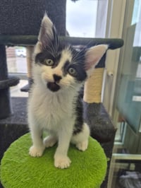 C319 Litter Pablo - Photo 1