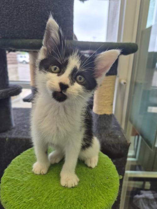 C319 LITTER PABLO - Domestic Medium Hair / Tabby for adoption in Ann Arbor