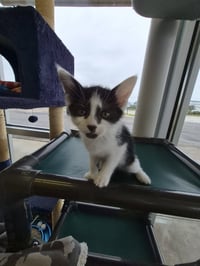 C319 Litter Pablo - Photo 3