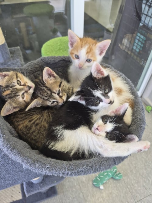 C319 LITTER PABLO - Domestic Medium Hair / Tabby available for adoption
