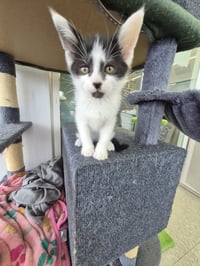 C319 Litter Pablo - Photo 4