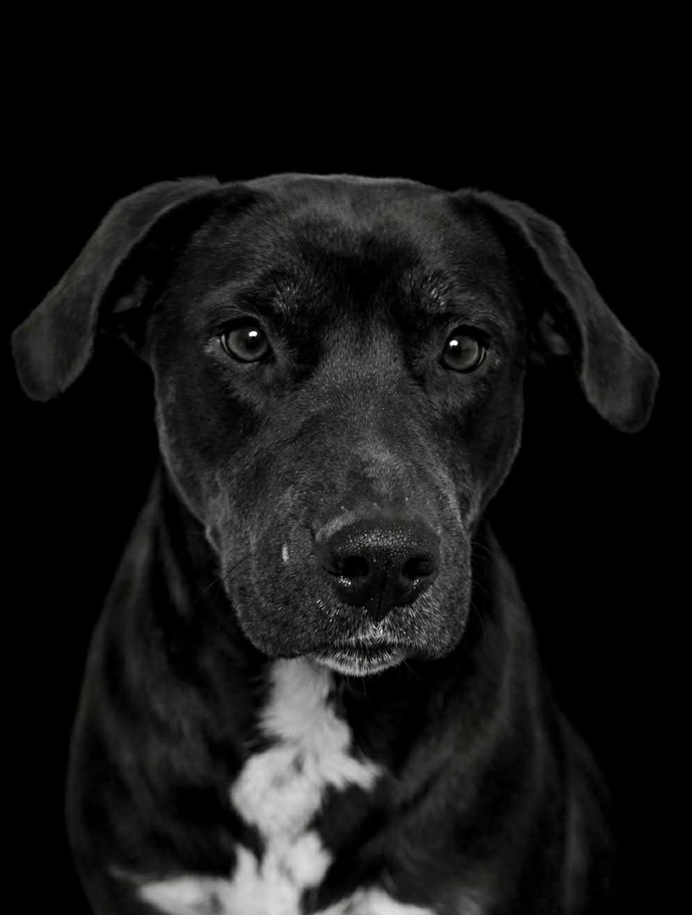 MARLA - ADOPTION PENDING - Black Labrador Retriever available for adoption