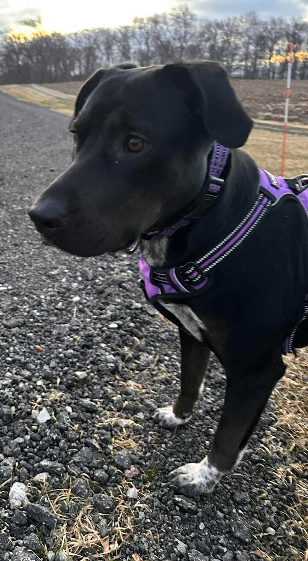 MARLA - ADOPTION PENDING - Black Labrador Retriever available for adoption