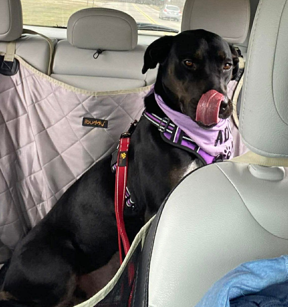 Marla - ADOPTION PENDING - Photo 3