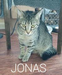 Jonas - Photo 3
