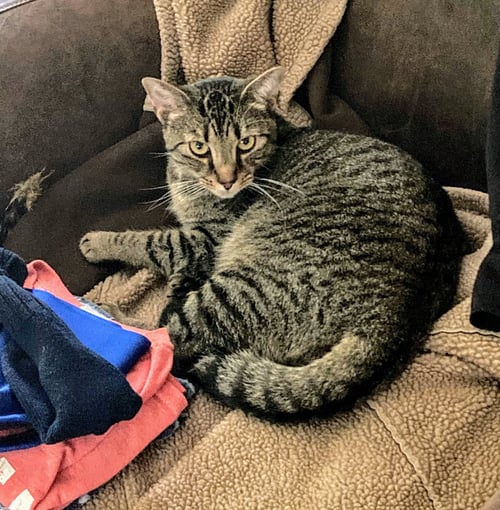 JONAS - Domestic Short Hair available for adoption