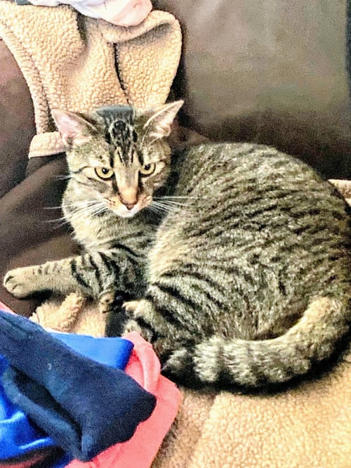 JONAS - Domestic Short Hair available for adoption