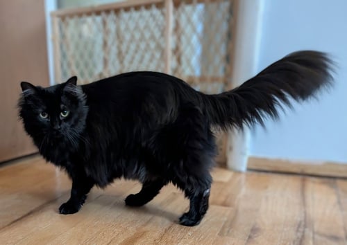 WHISPER - Domestic Long Hair available for adoption