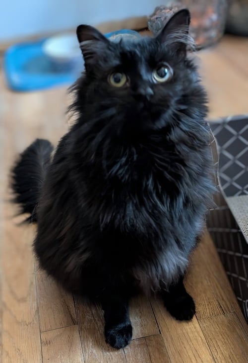 WHISPER - Domestic Long Hair available for adoption