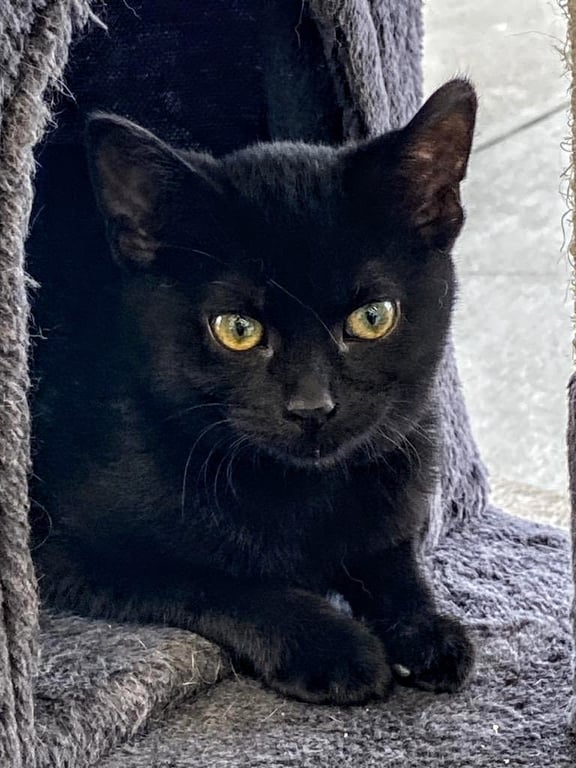 C240 Litter Tiana Image