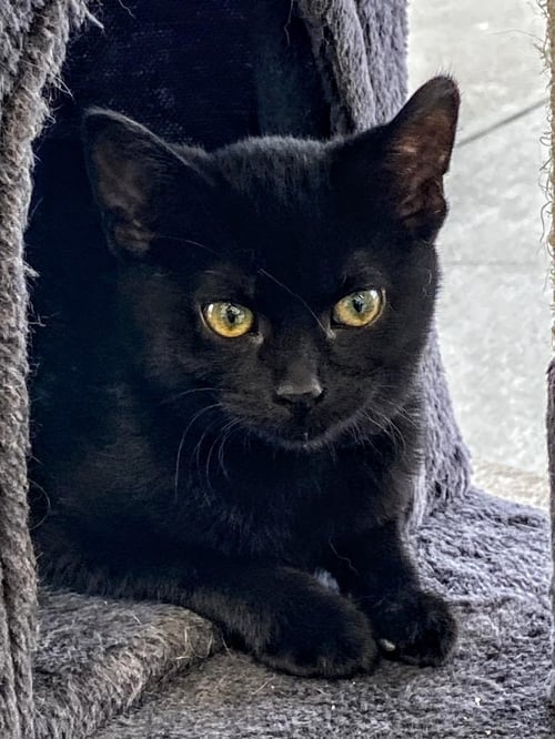 C240 LITTER TIANA - Domestic Short Hair available for adoption