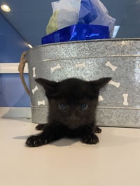 C240 Litter Tiana - Photo 2
