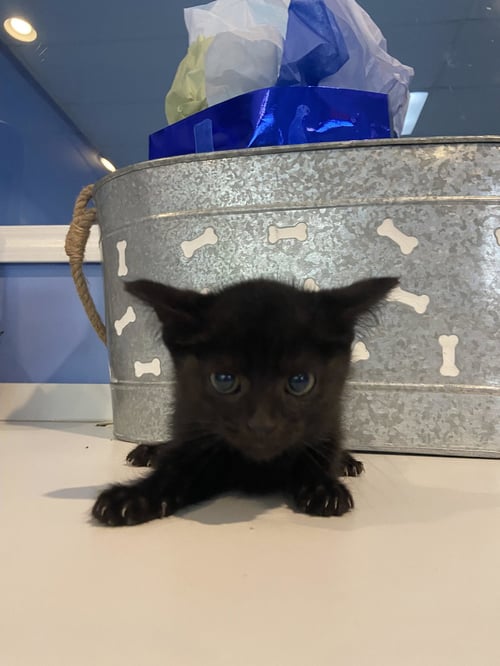 C240 LITTER TIANA - Domestic Short Hair available for adoption