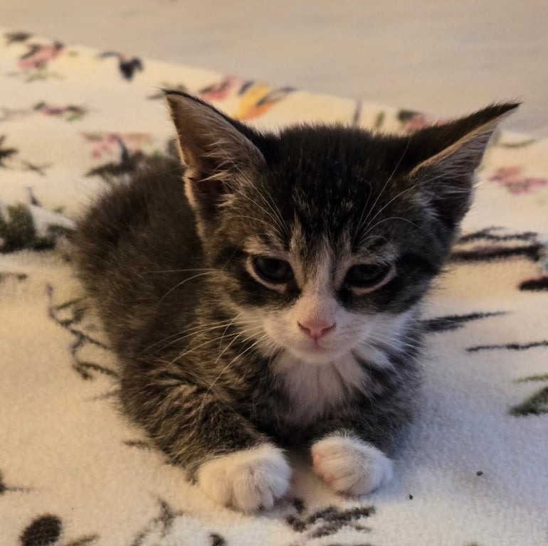 C318 litter Charlie Image