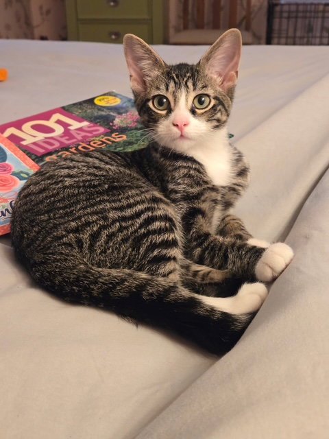 C318 LITTER CHARLIE - Domestic Short Hair / Tabby for adoption in Ann Arbor