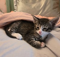 C318 litter Charlie - Photo 7